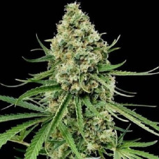 Neuron feminised (NeuroSeeds)