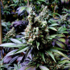 New York Diesel feminised (NeuroSeeds)