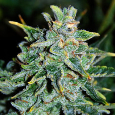 Northern Light feminised (NeuroSeeds)