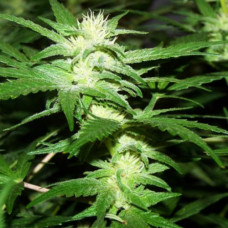 Phoenix feminised (NeuroSeeds)