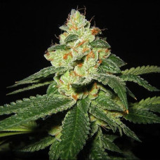 Silver Haze feminised (NeuroSeeds)