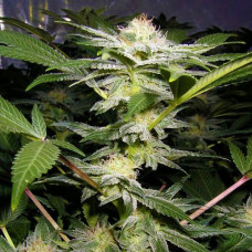 Somango feminised (NeuroSeeds)