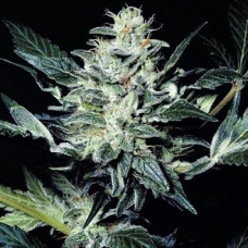 Stress Brake feminised (NeuroSeeds)