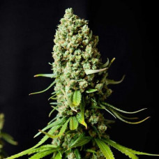 Super Skunk feminised (NeuroSeeds)