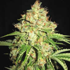 White Russian feminised (NeuroSeeds)