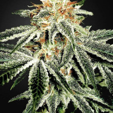 White Widow feminised (NeuroSeeds)
