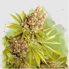 Ak-48 auto feminised (Nirvana Seeds)
