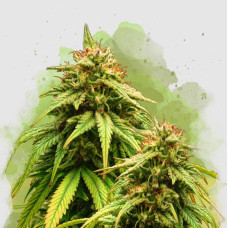 Amnesia Haze auto feminised (Nirvana Seeds)