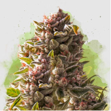 Aurora Indica auto feminised (Nirvana Seeds) 