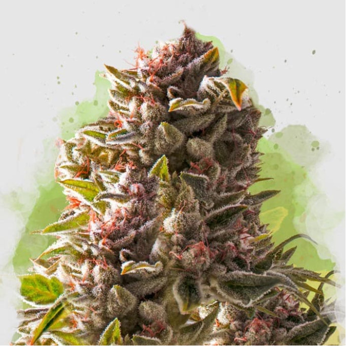 Семена конопли Aurora Indica autofem. Nirvana Seeds 