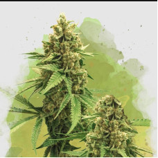 Big Bud auto feminised (Nirvana Seeds) 