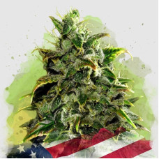 Blue Dream auto feminised (Nirvana Seeds)