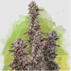 Blue Mystic auto feminised (Nirvana Seeds)
