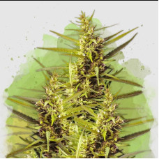 Blueberry Kush auto feminised (Nirvana Seeds)