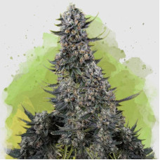Critical auto feminised (Nirvana Seeds)