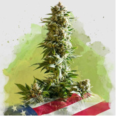 Girl Scout Cookies auto feminised (Nirvana Seeds)