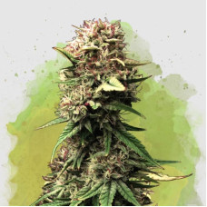 Jock Horror auto feminised (Nirvana Seeds)
