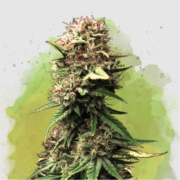 Насіння коноплі Jock Horror autofem. Nirvana Seeds