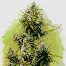 Lemon OG Haze auto feminised (Nirvana Seeds)