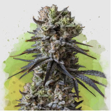 Lithium OG Kush auto feminised (Nirvana Seeds) 