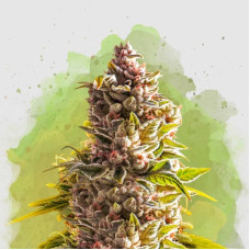 Northern Light auto feminised (Nirvana Seeds)
