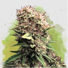 OG Kush auto feminised (Nirvana Seeds) 