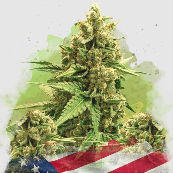Насіння коноплі Original Glue autofem. Nirvana Seeds