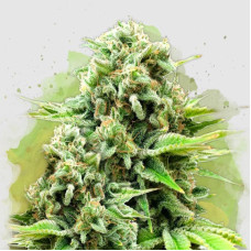 White Widow auto feminised (Nirvana Seeds)