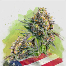 Zkittlez auto feminised (Nirvana Seeds) 