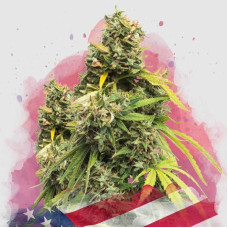 5 Alive feminised (Nirvana Seeds)