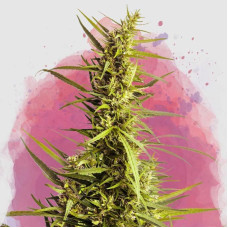 Ak-48 feminised (Nirvana Seeds)