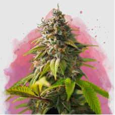 Amnesia Haze feminised (Nirvana Seeds)