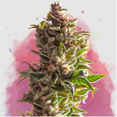 Aurora Indica feminised (Nirvana Seeds) 