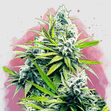 B-52 feminised (Nirvana Seeds)