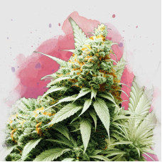 Big Bud feminised (Nirvana Seeds) 