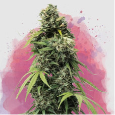 Black Widow feminised (Nirvana Seeds)