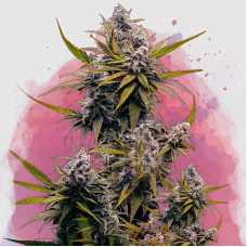 Blackjack feminised (Nirvana Seeds)