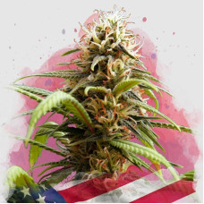 Bruce Banner feminised (Nirvana Seeds)