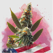 California Orange Bud feminised (Nirvana Seeds)