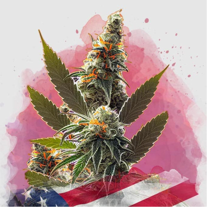 Насіння коноплі California Orange Bud fem. Nirvana Seeds