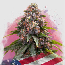 Candy Kush feminised (Nirvana Seeds)