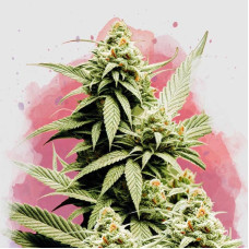 Cement Shoes feminised (Nirvana Seeds)