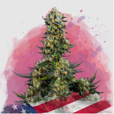 Chemdog feminised (Nirvana Seeds)