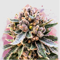 Cherry Blossom v2 CBD feminised (Nirvana Seeds)