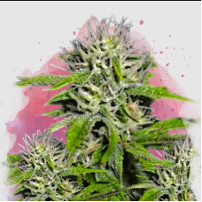 Cherry Wine v2 CBD feminised (Nirvana Seeds)