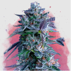 Chocolope feminised (Nirvana Seeds)
