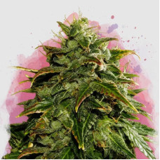 Cookies Cream feminised (Nirvana Seeds)