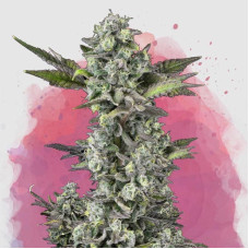 Critical feminised (Nirvana Seeds) 