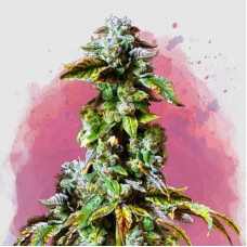 Durban Poison feminised (Nirvana Seeds)