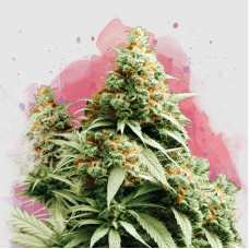 Exodus Cheese feminised (Nirvana Seeds)